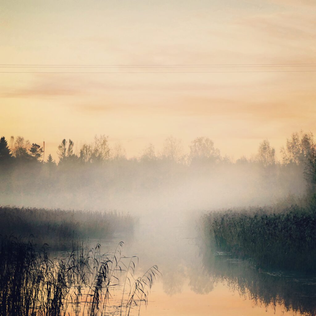 Photo of mist covered reeds in the Kvarken Archipelago by Mårten Björkgren.