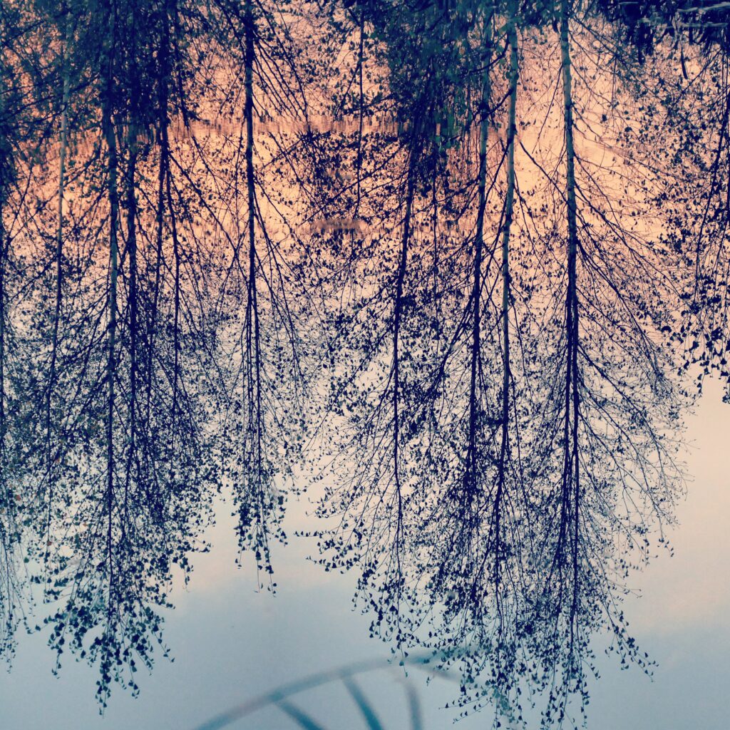 Photo of rose-colored light and trees reflected in the water in the Kvarken Archipelago by Mårten Björkgren.