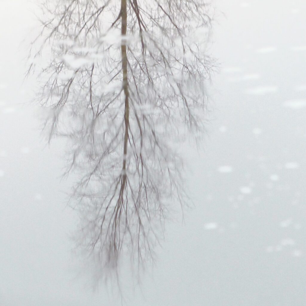 Photo of a bare tree in the snow reflected in the ice of the Kvarken Archipelago by Mårten Björkgren.