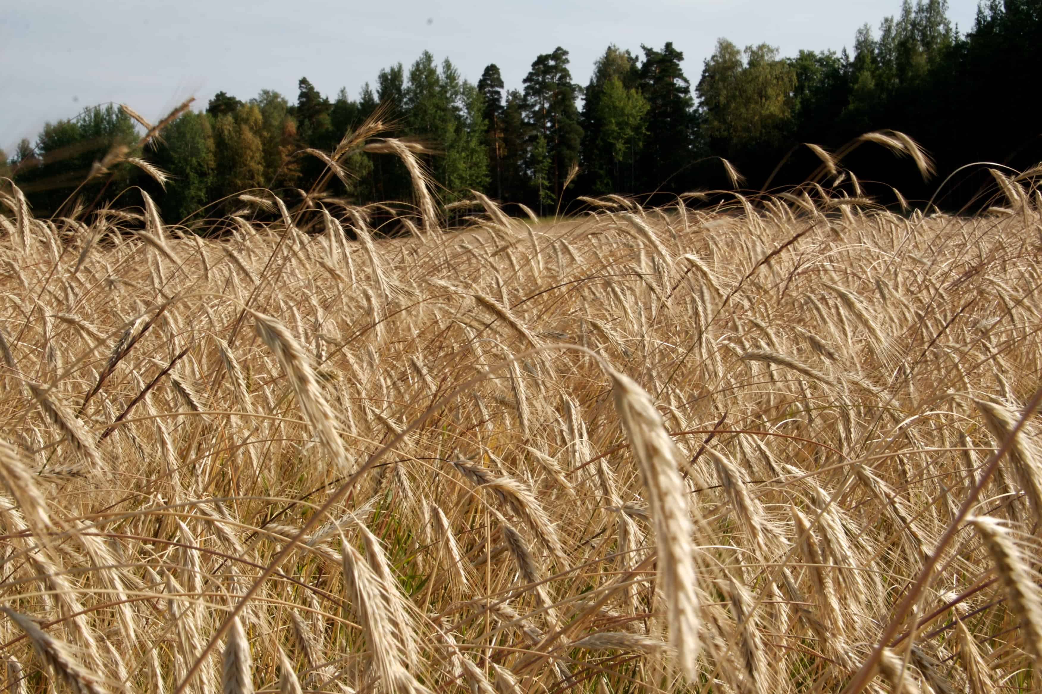 rye field in Finland