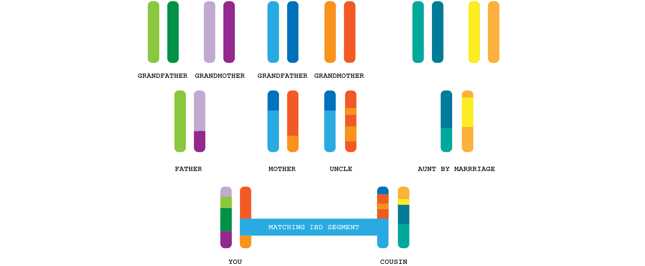 DNA passed down generations