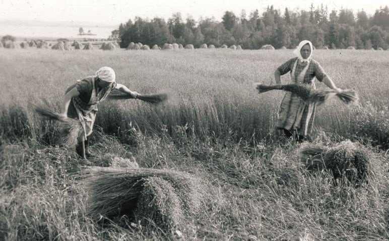 Harvest time Rejpelt Village, Vörå